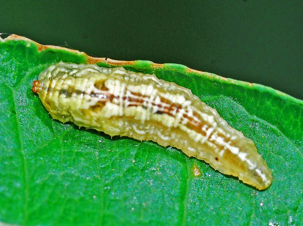 Larva di... Syrphidae. cfr.  Episyrphus balteatus